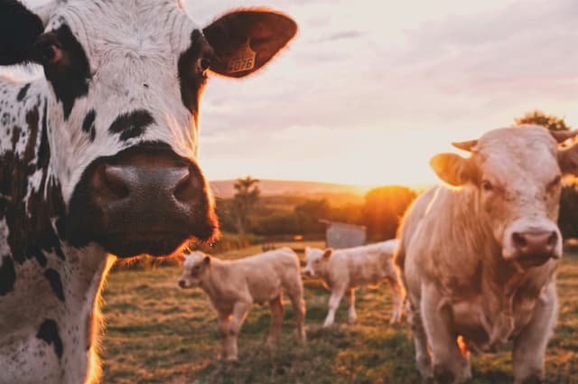 AgriSmart Connect